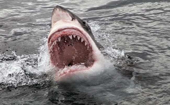 1770 shark attack: Swimmer 'very seriously injured' after shark mauls his  leg at remote Queensland beach