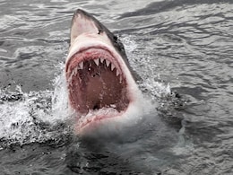New Shark Species Can Light Up The Sea New Shark Species Can Light Up The Sea