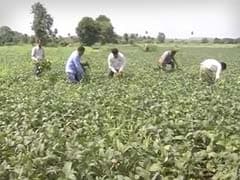 Even Without A Drought, How Farmers in Madhya Pradesh Are Losing Their Crop