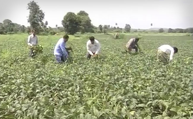 Even Without A Drought, How Farmers in Madhya Pradesh Are Losing Their Crop