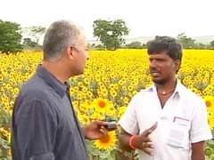 In Drought-Hit Marathwada, Sunflower Fields Still Bloom
