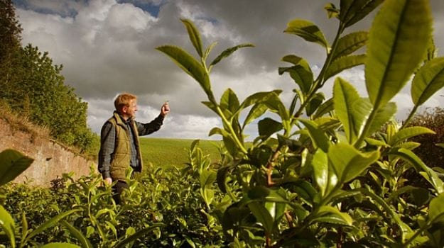 British Luxury Tea Brands Brewing Up a Storm