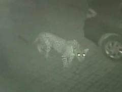 CCTV Catches Leopard and Her Cub Seconds Before Killing Pet Rottweiler in Thane