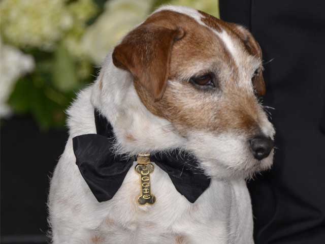 Uggie, Canine Star of <I>The Artist</I>, Put Down at 13