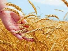 Govt May Hike Import Duty on Wheat to Check Imports