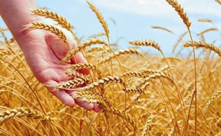 Govt May Hike Import Duty on Wheat to Check Imports