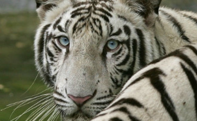 Man Jumps Into Enclosure To Touch Tiger In Pune Zoo