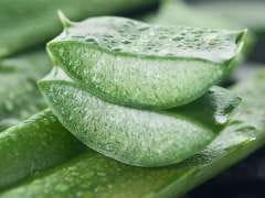 6 Amazing Benefits of Aloe Vera for Hair, Skin and Weight-Loss