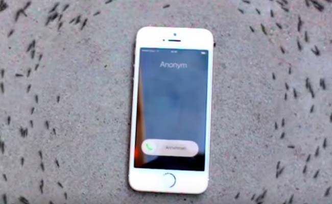 Viral Video: Ants Mysteriously Circling iPhone Take Internet by Storm