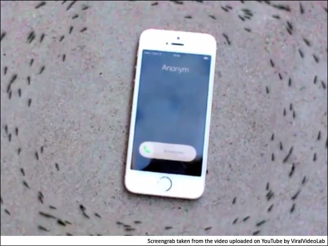 वायरल हुआ वीडियो : जब चींटियों ने पूरी तरह घेर लिया आईफोन को