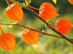 Unable To Sleep Well? Try Ashwagandha, An Ayurvedic Gem