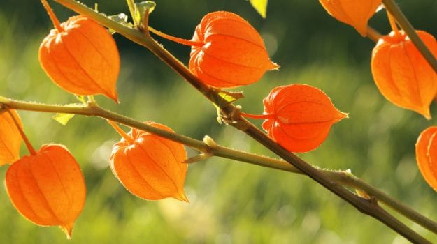 Ashwagandha: It's Powerful Health and Beauty Benefits You Didn't Know About