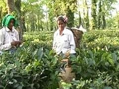 Assam's Tea Garden Workers Demand Tribal Status