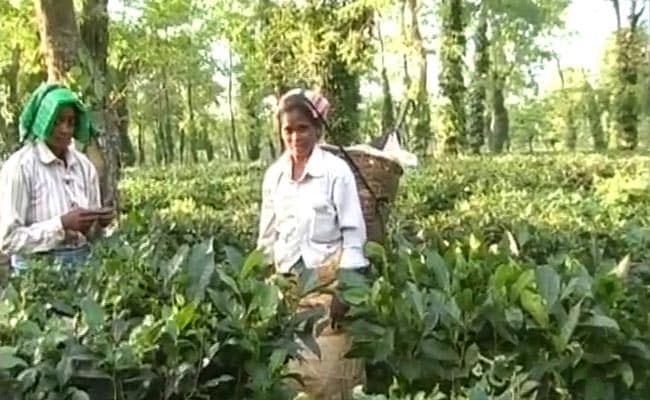 Ahead Of Assam Polls, Tea Industry Body Hikes Workers' Wages By Rs 26