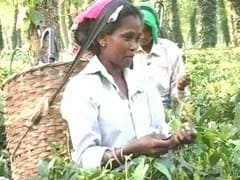 Assam's Tea Workers Pick The Right Time For a Big Wish
