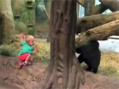वायरल वीडियो : जब गोरिल्ला का बच्चा लुकाछिपी खेलने लगा इंसान के बच्चे के साथ...