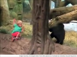 वायरल वीडियो : जब गोरिल्ला का बच्चा लुकाछिपी खेलने लगा इंसान के बच्चे के साथ... वायरल वीडियो : जब गोरिल्ला का बच्चा लुकाछिपी खेलने लगा इंसान के बच्चे के साथ...