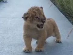 The Almost-</i>Lion King</i>: Cub Trying to Roar is the Cutest Ever