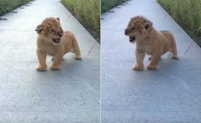 The Almost-</i>Lion King</i>: Cub Trying to Roar is the Cutest Ever