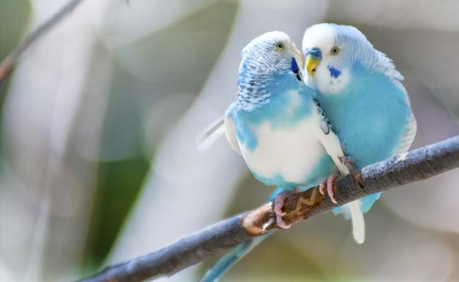 Not Only Humans, Birds Fall in Love Too