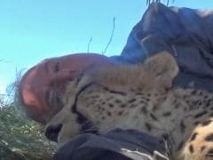 Nothing to See Here. Just a Cheetah Cuddling With a Human