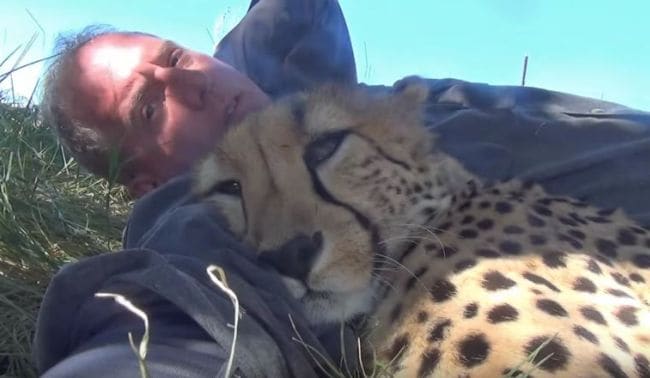 Nothing to See Here. Just a Cheetah Cuddling With a Human