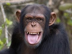 US Government Ends Research on All Chimpanzees