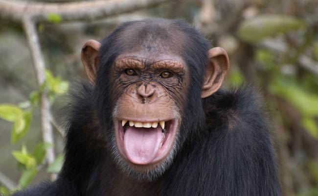 Chimps Too Can Remember Movie Sequences