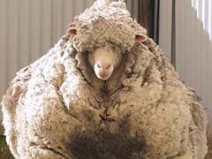 Australian Sheep Breaks World Record With Mammoth Fleece