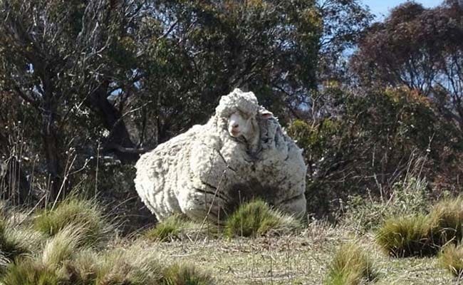 Shear Genius: Woolliest Sheep in the World Loses His Coat