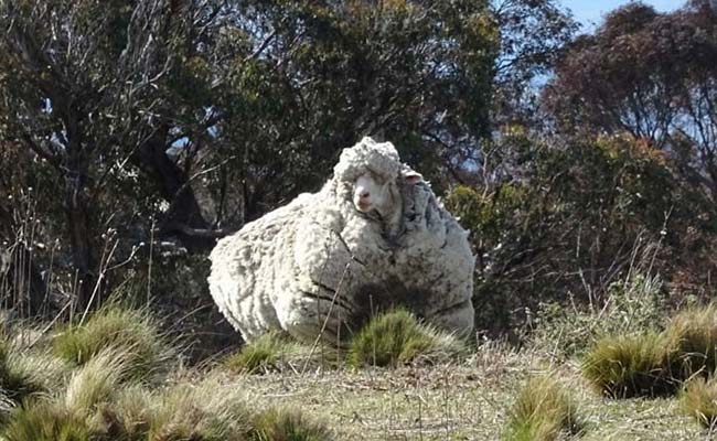 Australian Sheep Breaks World Record With Mammoth Fleece