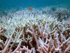 Coral Site Found in Arabian Sea Off Konkan Coast
