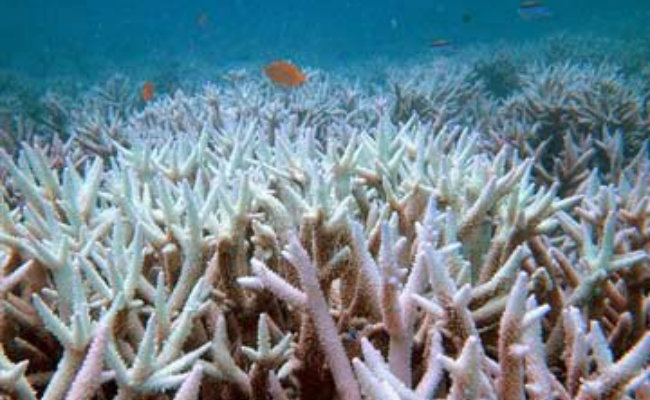 Coral Site Found in Arabian Sea Off Konkan Coast