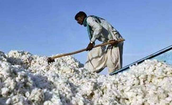 Cotton Farmers Threaten To Hold Protest Before RSS Headquarters In Nagpur