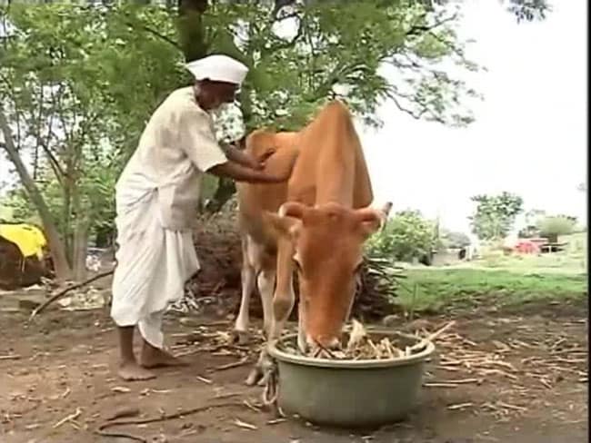 रवीश रंजन : गोरक्षा जैसे मुद्दों पर बहस के बजाय देसी गाय की नस्ल सुधारने पर ध्‍यान देना होगा