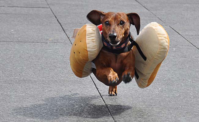 These Dogs Racing in Fancy Dress Are so Cute we Could Just Eat Them up