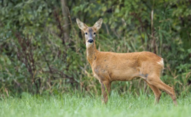 Oh Deer: Japan Park Issues Tips As Animals Nibble Tourists