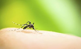 World's First Dengue Fever Vaccine Cleared by Mexico