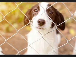 Dogs Can Imitate Their Playmates' Expressions: Study Dogs Can Imitate Their Playmates' Expressions: Study