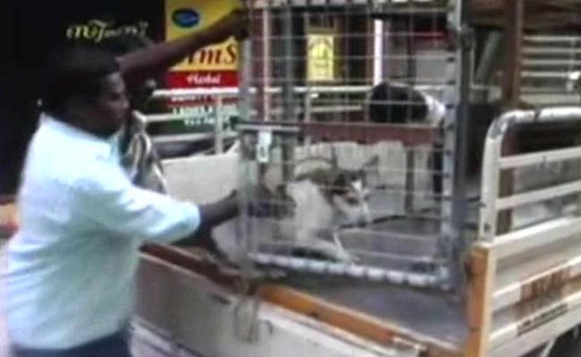 4 Arrested For Killing of Stray Dogs in Kerala