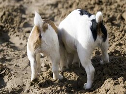 Dogs Rely on Memory Rather Than Smell Sometimes Dogs Rely on Memory Rather Than Smell Sometimes