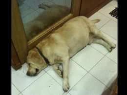 मेरा डॉन मासूम है और यह अपनों को नहीं काटता - सोमनाथ भारती मेरा डॉन मासूम है और यह अपनों को नहीं काटता - सोमनाथ भारती