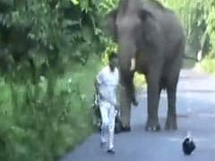 Narrow Escape for Bikers in Elephant Attack