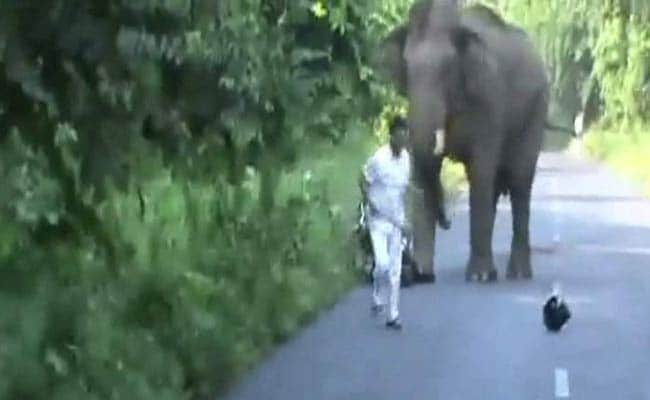 Narrow Escape for Bikers in Elephant Attack