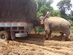 This State Has Been Cut Off for 10 Days. An Elephant Is Called In