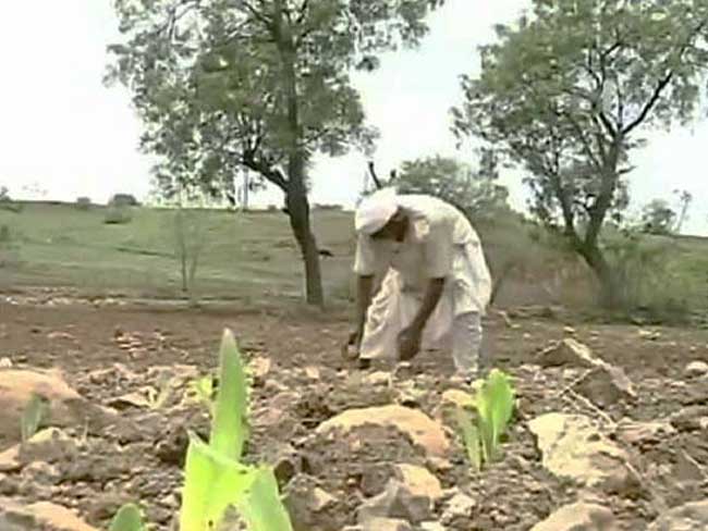 Andhra Pradesh Government to Help Farmers Suffering Crop Loss: Minister