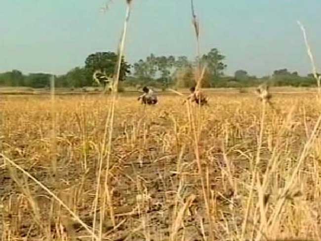 Unseasonal Rains Damaged Rabi Crops Worth Rs 20,000 Crore: Report