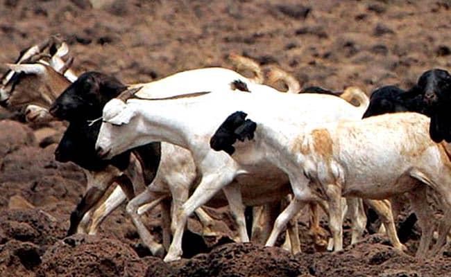 Cops Steal 30 Goats in Nalgonda, One Sub-Inspector Suspended