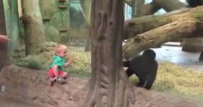 Baby Gorilla's Adorable Game of Peek-a-Boo with Baby Human