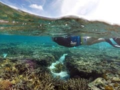 Australia's Attempt to Curb Damage to Great Barrier Reef Poor: Report
